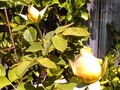 These yellow roses are budding for the third time this summer.