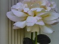 Third round of blooms for this rose too!