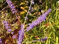 It's not lavender but we call it Desert Lavender.
