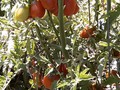 ...think I'm going to have to make a big pot of marinara next weekend...the black plum tomatoes are just going crazy! You can't see them with the instagram cropping but there's even more 'maters above and below!!!