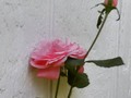 Pink Roses