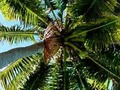 Up the palm tree. Saweni Beach Fiji