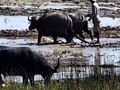 Plowing fields in Cambodia