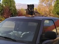 Like my truck?
