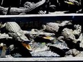 Crocodile Pit - Chong Kneas Cambodia
