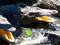 Will close out this visit to the floating city of Chong Kneas Cambodia with some crocodile smiles (-;