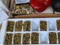 Pesto cubes ready to freeze.