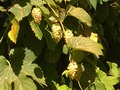 Hops cones