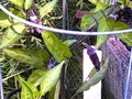 My Thai peppers didn't bloom until the first of Sept but looks like I will get a dozen or so peppers.