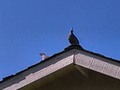 Quail on the roof.