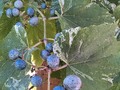 Speckled berries