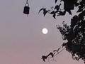 Full moon over the backyard. I was busy grilling salmon for dinner.