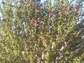Rose of Sharon got battered by the wind a week ago but came out with a bunch of new blooms this week!