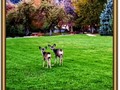 Double Doe Moon