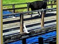 It's My Bridge! No gruff goats! No mean ogres!