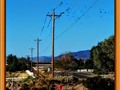 It's a Party Line! Birds on a Wire
