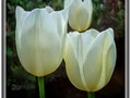 Tulipssense