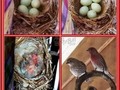 Finch Family Family of Finches sets up house by nesting in the Easter wreath on the front door. L-R Top Row: more eggs being laid in nest. L-R Bottom: Finch hatchings, proud Finch parents guarding nest.