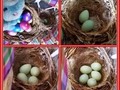 Finch Family - top of collage Family of Finches sets up house by nesting in the Easter wreath on the front door.  From Top left - Easter wreath, momma finch lays eggs.