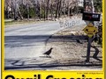 Quail Crossing ... yeah, the birds can read! 😀