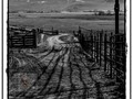 ... somebody ... left the gate open ...