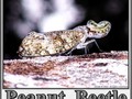 Peanut Beetle - seen while exploring the Mayan ruins of Tikal