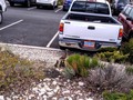 Mama Duck & Ducklings (cute not ugly ducklings!) dodging traffic in the parking lot.