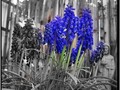 St.Francis and the Grape Hyacinth