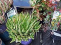 ‼️Right Place -- Right Time‼️ ... t'was pushin' cart a few laps 'round WallyWorld the other morning when this announcement came blaring over the P.A.:  "All plants and pots on Garden Center patio are $1.00 each! Markdowns will be made at register!"  New (to me, but actually 40y.o.) townhouse's personal areas (front from sidewalk to building, and appx 10X20ft patio on backside) has serious lack of landscaping ... so I grab a couple each - Spruce bushes, Russian Lavender, Oregon Grape (more like Holly) Aloe, and another succulent. Plus a selection of various sizes of pots from 1qt to 5gal. Planning to put a Spruce in gravel strip on both sides of front steps, they're 2ft tall in 3gal containers and will grow very slowly. To the sides of the Spruce I'll place the Oregon Grape, 15-18" in 1½-2gal containers, in 2-3 yrs they'll need trellis to grow on. The succulents and Lavender need more sun so they'll go into new larger pots on patio. Hope to install a raised veggie garden in patio area where currently there's 40sqft of uneven splotchy mangled sod that previous dog used as pee-pad, which is why any gardening will be in raised beds or containers.  Let's hope my thumb or another of my phalanges is #Green!