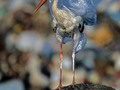 ¿Te imaginas una Tierra con océanos sin plás y aire sin contaminación, donde todos podamos vivir en paz?