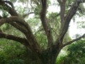 Beautiful Trees