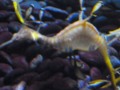 Sea Horse