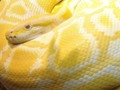 Amelanistic Burmese Python
