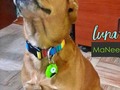 Luna feliz con su collar rainbow y plaquita de mike 💕  Pide la de tu peludo ya 📲3045458440 🚚Envíos a todo el país  #luna #ClienteMykonos #rainbow #mascotas #petstyle #mascotasconestilo #diseñocolombiano