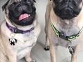 Plaquitas de identificación de pugs, también puedes mandar a hacerlo en llavero 😍 📲 3045458440 🚚 Envíos a todo el país . . . . . . . . #mikonospetshop #tiendademascotas #petshop #diseñocolombiano #mascotasconestilo #mascotasmanizales #accesoriosmascotas #plaquitasdeidentificacion #pug #pugscolombia #plaquitapersonalizada