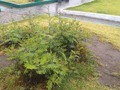 Un árbol viejo colapsó y después de casi un año está naciendo un bosq