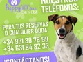 Recuerda reservar con tiempo!! #gossosramblaguipúscoa #amoamigos #amoamimaltés #amoamichucho #venezolanoperrunos #amordegossos #amoamichihuhua #migosyo #amordeperros #hotelcanino #hotelfelinoramblaguipuzcoa #migosamigo #perrosderamblaguipúzcoa #gatosderamblaguipúzcoa #ramblaguipúzcoamascotas