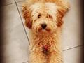 Covid! Eres el regalo más hermoso de los tiempos de Pandemia!!🥰🤣🤣😂😘❤🥳✂️🚿✂️ #covi̇d19 #covid2020 #caniche #amoamicaniche #perrhijo #pelucanina #perrosderamblaguipúzcoa