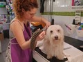 Amelia feliz de estar en su Spa del día de hoy!!!🤣🥰🚿✂️🤩❤🥳🐾🦄 #amoamimaltes #malteselovers #maltês #pelucanina #guarderiacaninabcn