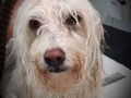 Amelia feliz de estar en su Spa del día de hoy!!!🤣🥰🚿✂️🤩❤🥳🐾🦄 #amoamimaltes #malteselovers #maltês #pelucanina #guarderiacaninabcn