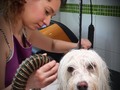 Amelia feliz de estar en su Spa del día de hoy!!!🤣🥰🚿✂️🤩❤🥳🐾🦄 #amoamimaltes #malteselovers #maltês #pelucanina #guarderiacaninabcn