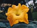 Flor de calabaza