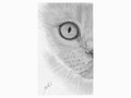 Cat eyes projekt ili Serija mačje oči:
