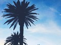 All I want from you is to see you tomorrow . . . #losangeles #california #bluesky #nature #palmtrees