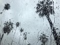 Let the rain come down. Make a brand new ground. . . . #losangeles #rain #nature #palmtrees #california #fall