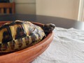 Another perfect year with @rbgthetortoise. Happy Hatchday 🐣 🐢 🎂