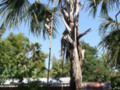 Silag Tree and Bamboo Pole