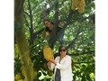 Dia de campo con mi Noni 🌱🌾🍍#lovemom #maminoni #hacienda #huerto #ventanas #jackfruit #salak #teca #pitahaya #piña #mango #naranja #yuca #tamarindo