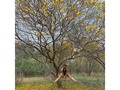 La magia está en los pequeños detalles 🍂🍃 #Florecimiento #GuayacanAmarillo #Naturaleza