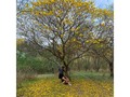 La magia está en los pequeños detalles 🍂🍃 #Florecimiento #GuayacanAmarillo #Naturaleza